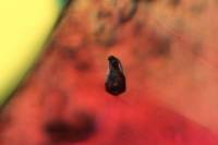 Inclusion émeraude LPA x25